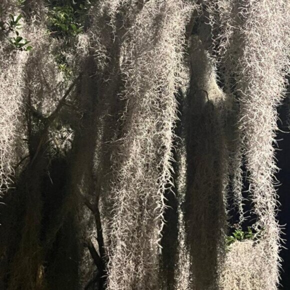 Halloween for scary prompts Spanish Moss ( the same stuff you see in Florida!) - Picture 8 of 8